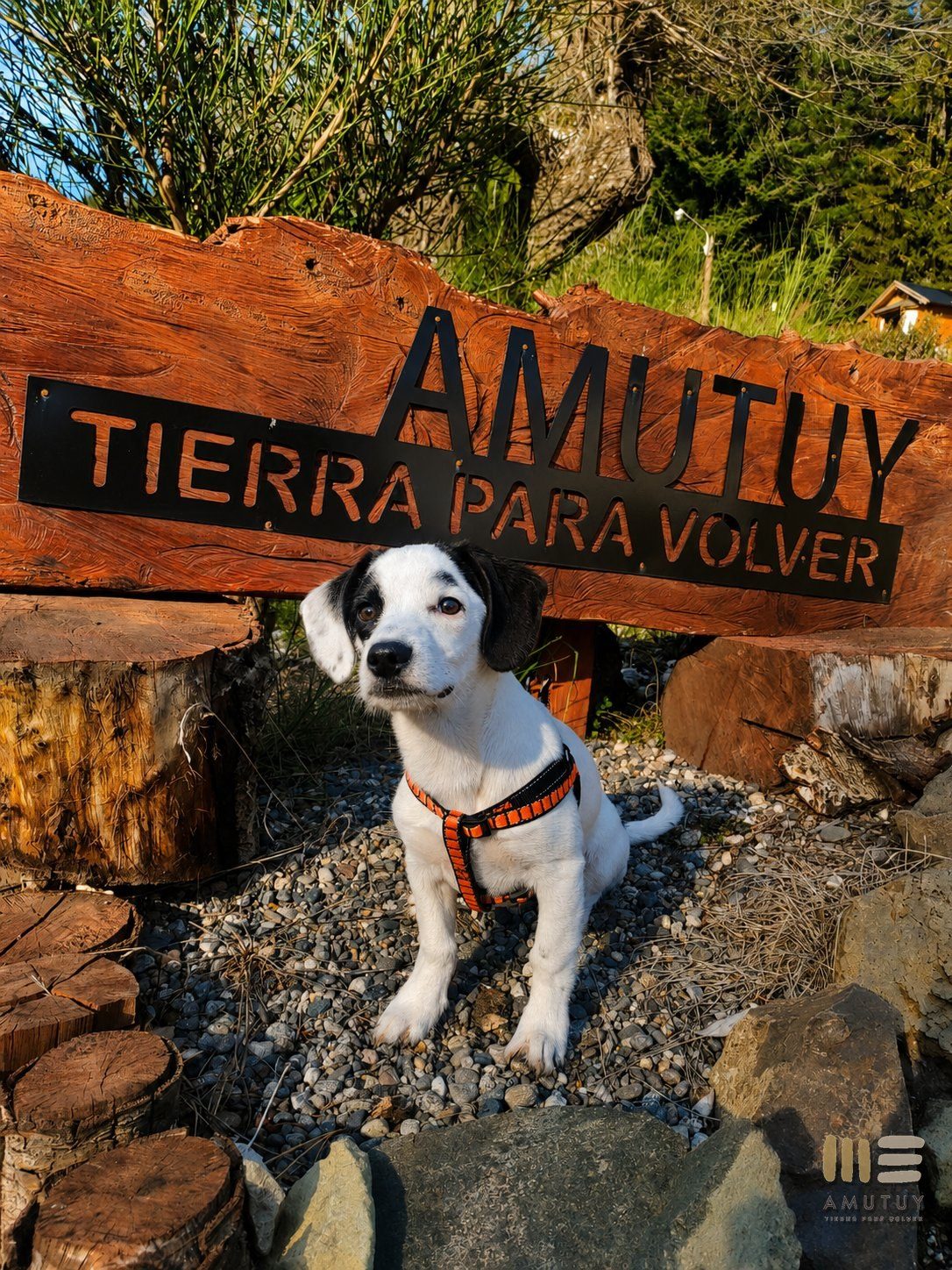 Pet friendly